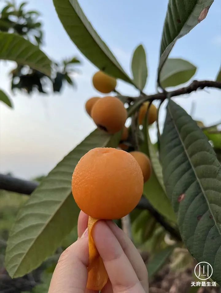 DƬ